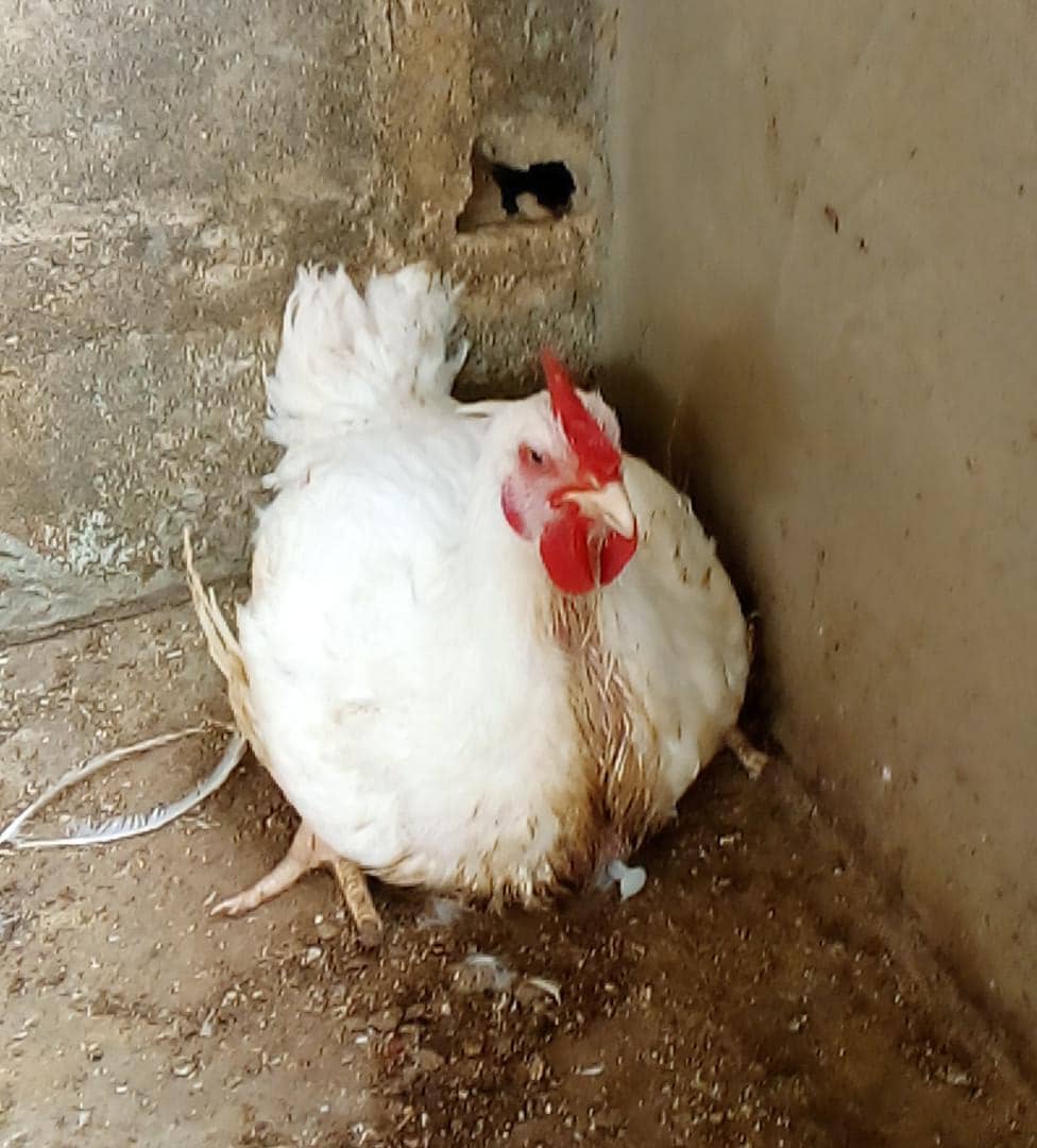 Live Chicken (Broilers)